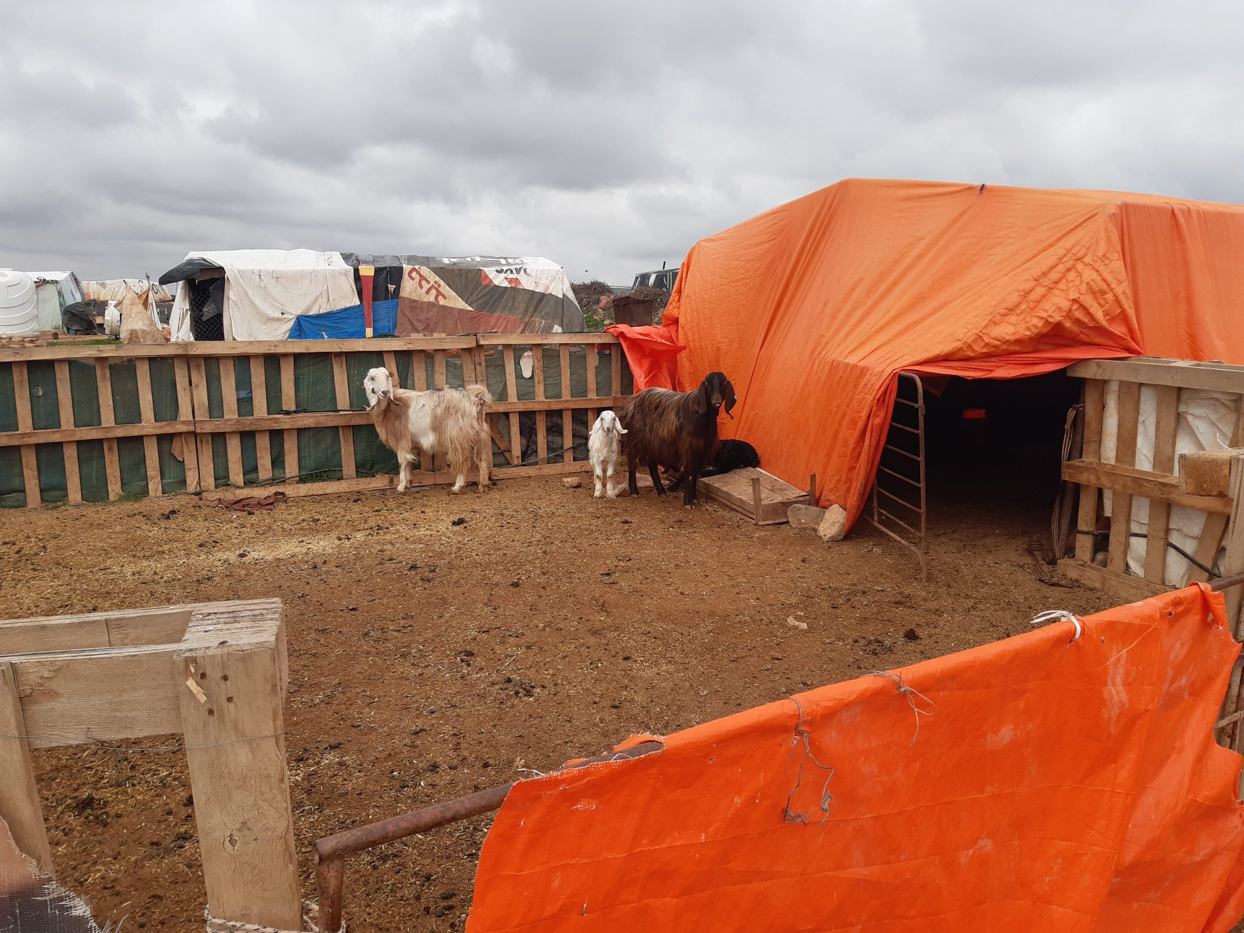 Picture of livestock taken by author in Jordan during fieldwork